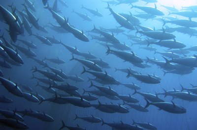 Lavorazione pesce Lavorazione pesce