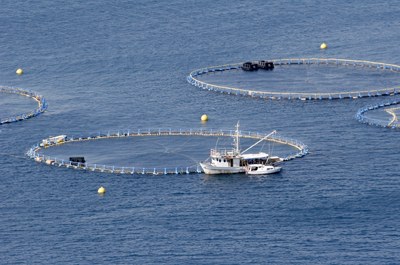 Fish farming and aquaculture Fish farming and aquaculture